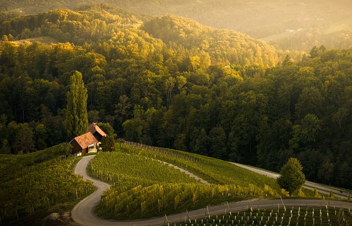 Spicnik vineyards, Slovenia