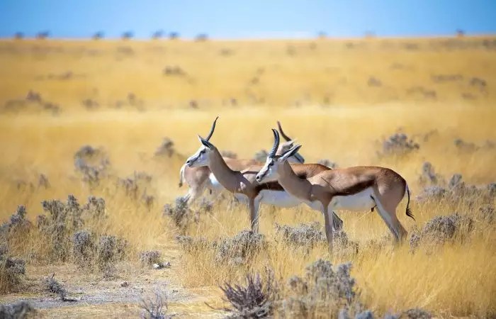 antelopes in etosha. Safari in Namibia