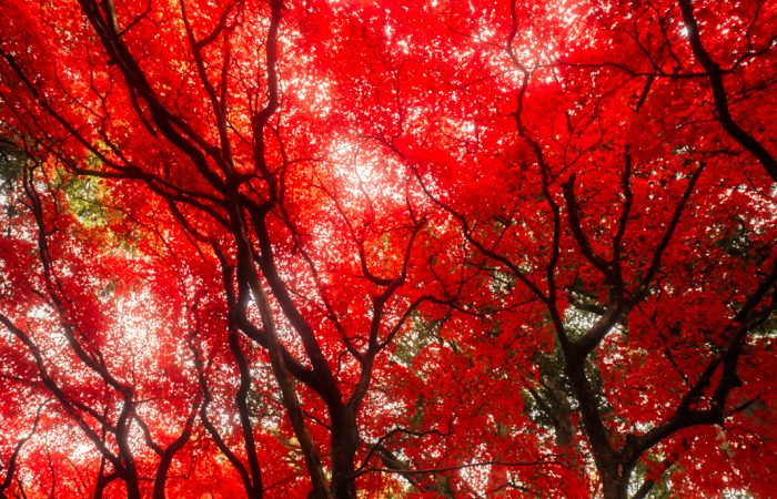 autumn-colors-japan