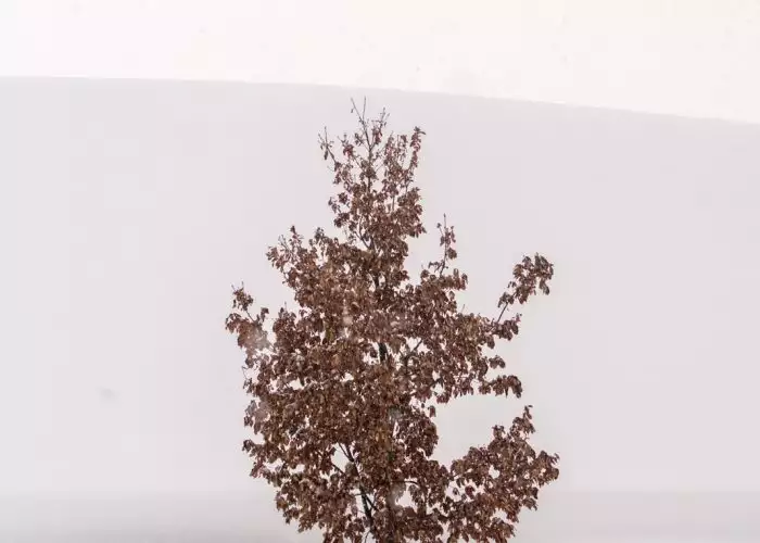 autumn minimal tree