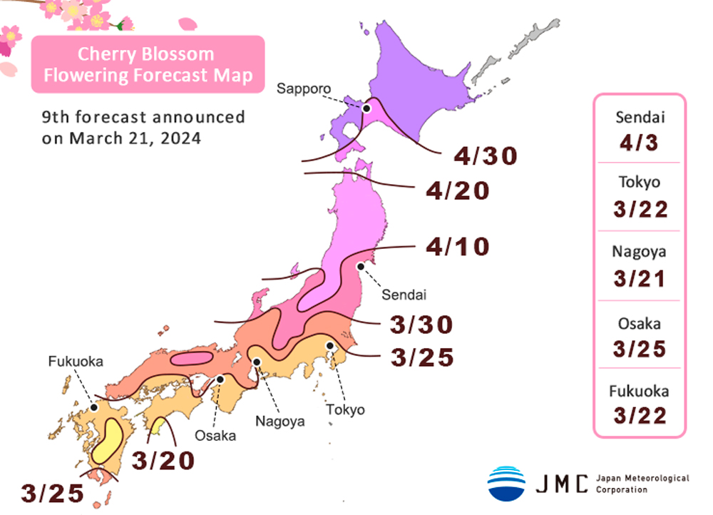 cherry blossom season japan 2024