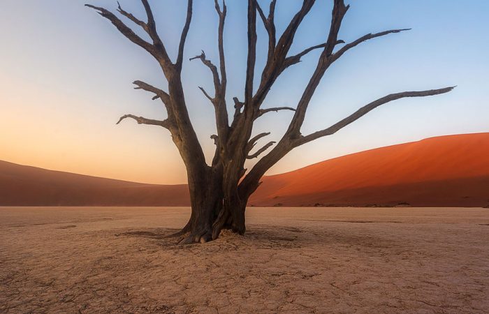 Árbol petrificado en Deadvlei, Namibia