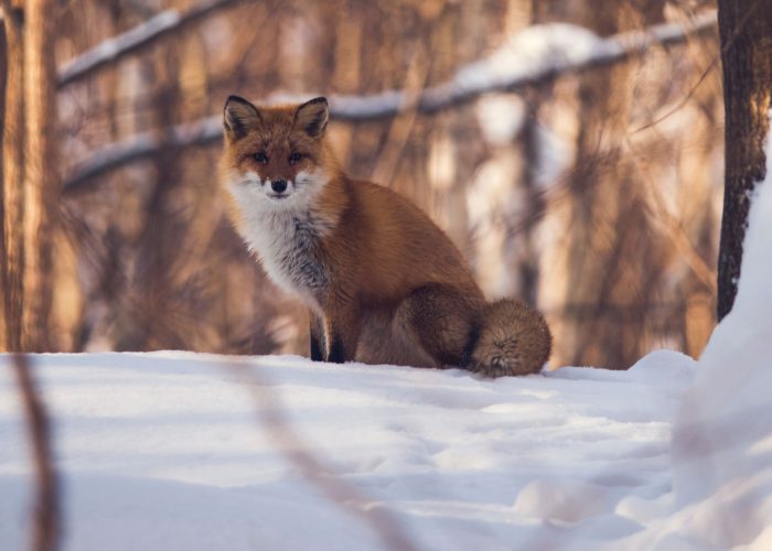 ezo red fox