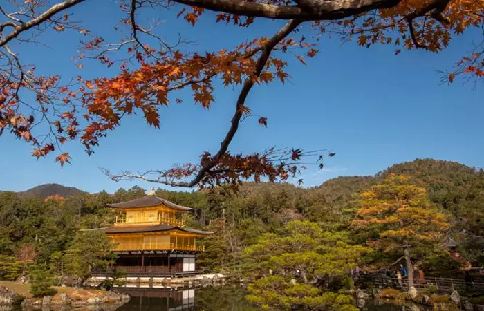 golden pavillion kyoto momiji