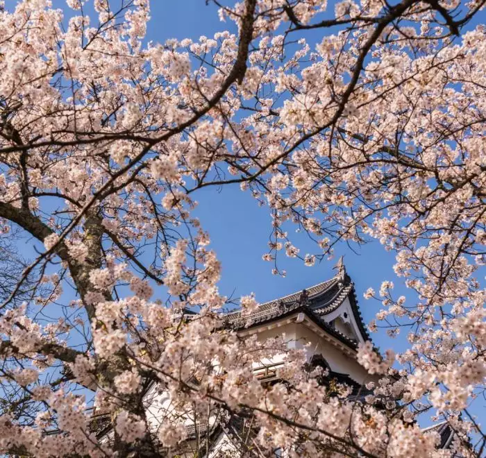 Castillo de Hakone con cerezos en flor