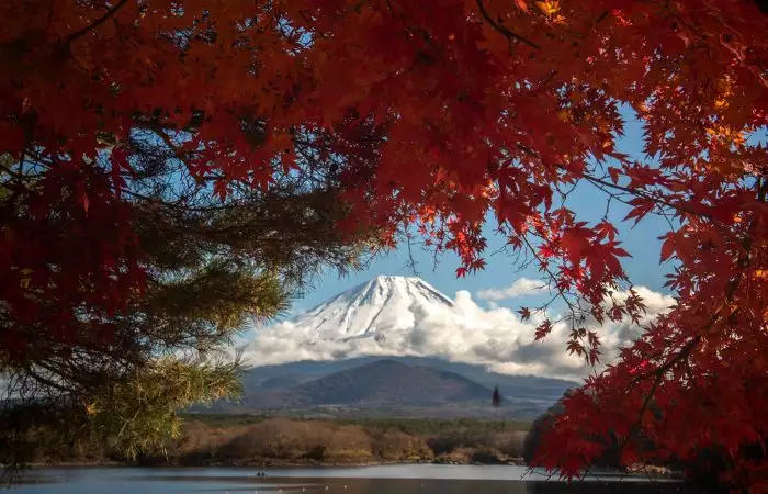 momiji en el Monte Fuji, Japón
