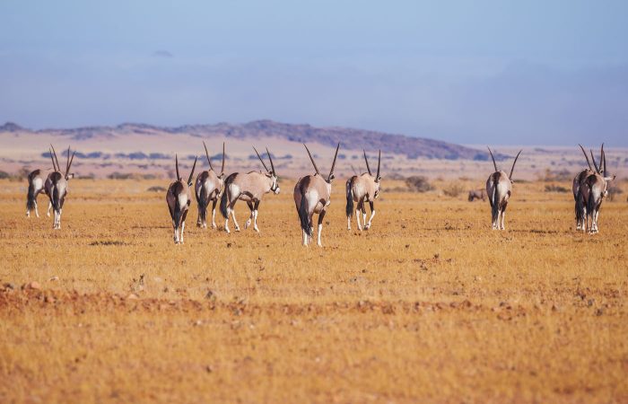 Orix en Namibia