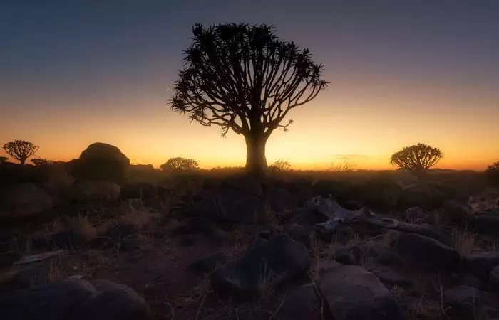 El Bosque de Árboles de Quiver al amanecer, Namibia, África