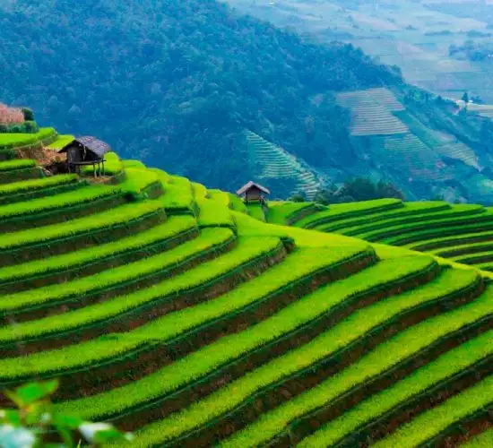 rice terrace fields in Vietnam