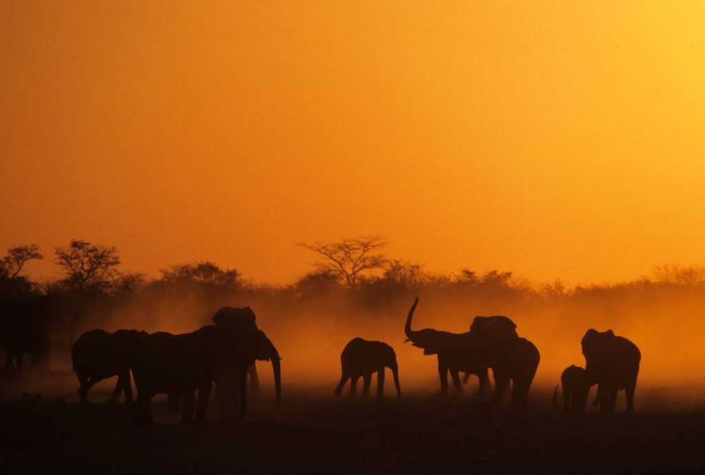 settings for silhouettes in wildlife photography
