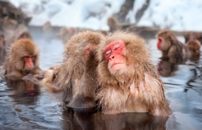 Viaje fotográfico a los monos de nieve en Japón