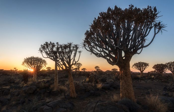 El Bosque de Árboles de Quiver al atardecer, Namibia