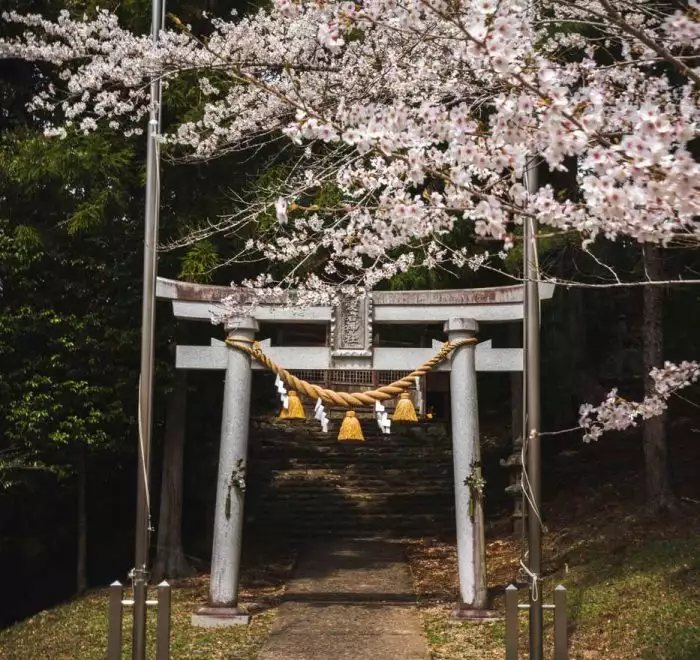 puerta torii con cerezos en flor