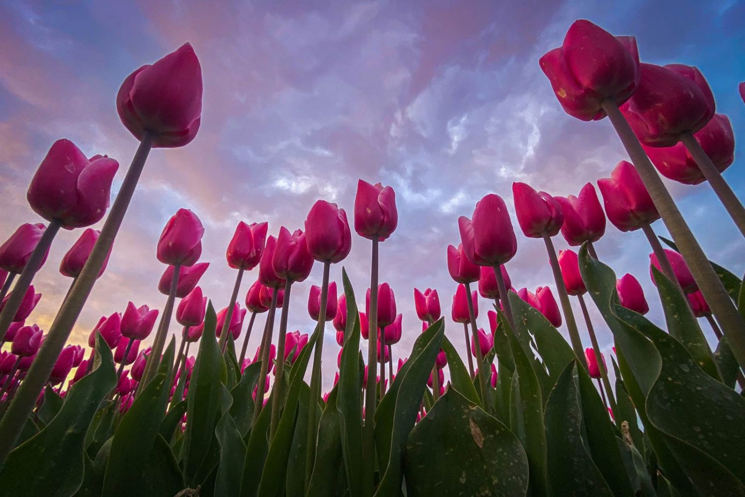 Campo de tulipanes en Holanda, Paises Bajos