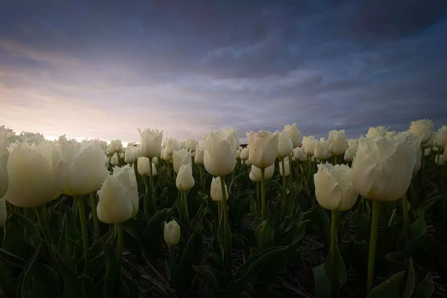 Fotografia de Campo de tulipanes