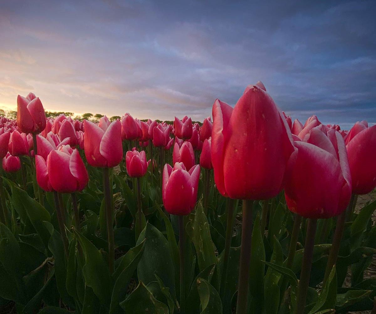 Viaje fotografico para fotografiar tulipanes